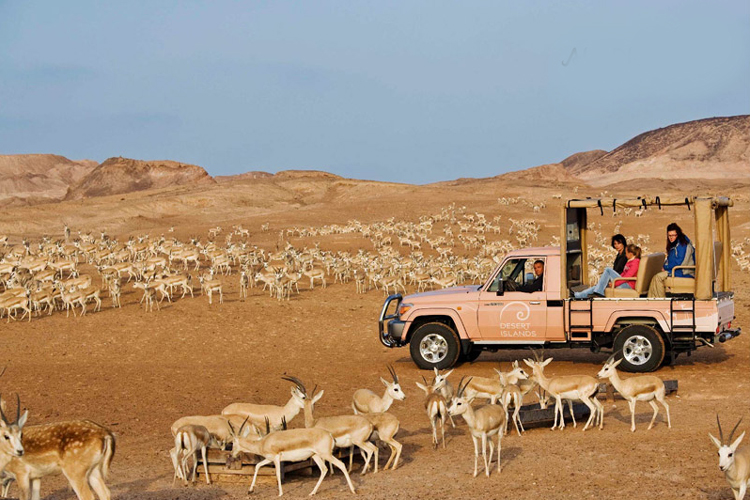 Abu Dhabi Desert Animals_a5973_lg.jpg